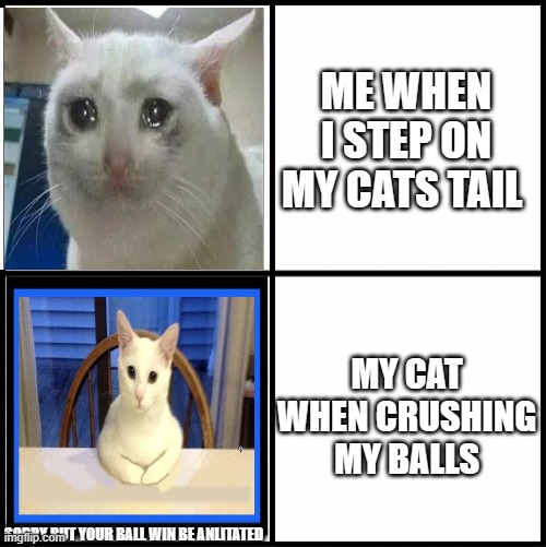 The condristion is pretty one sided | ME WHEN I STEP ON MY CATS TAIL; MY CAT WHEN CRUSHING MY BALLS; SORRY BUT YOUR BALL WIN BE ANLITATED | image tagged in blank drake format | made w/ Imgflip meme maker