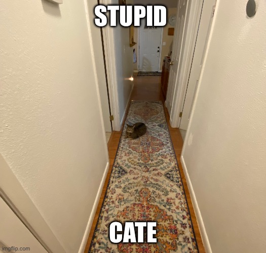 My sis’ cat Nettie | STUPID; CATE | image tagged in cats,funny,stupid | made w/ Imgflip meme maker