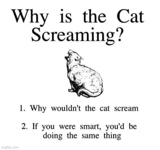 Why is the cat screaming | image tagged in why is the cat screaming | made w/ Imgflip meme maker
