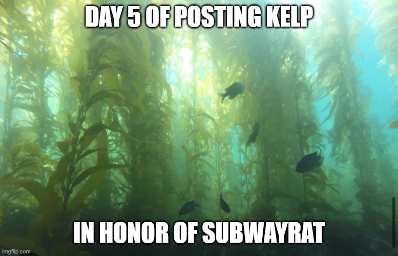 Kelp2 | DAY 5 OF POSTING KELP; IN HONOR OF SUBWAYRAT | image tagged in kelp2 | made w/ Imgflip meme maker