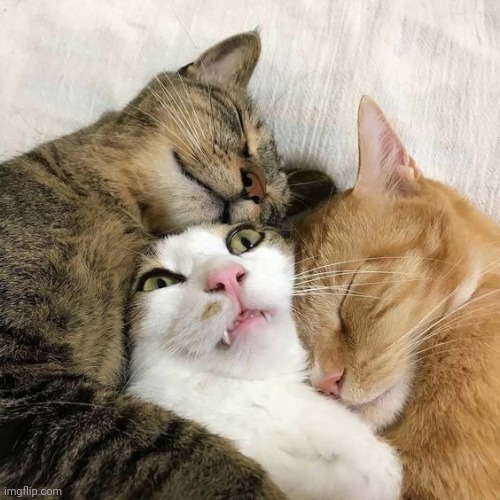 two cats hugging a scared cat | image tagged in two cats hugging a scared cat | made w/ Imgflip meme maker
