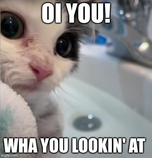 OI!!!!!!!! | OI YOU! WHA YOU LOOKIN' AT | image tagged in unsure cat | made w/ Imgflip meme maker