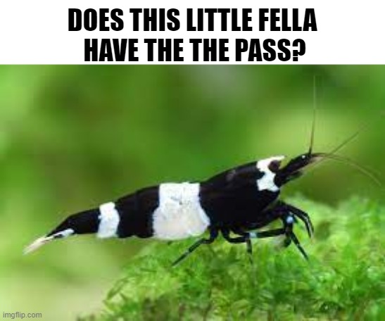 DOES THIS LITTLE FELLA
 HAVE THE THE PASS? | made w/ Imgflip meme maker