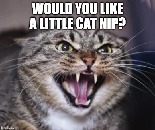meme by Brad cat nip | WOULD YOU LIKE A LITTLE CAT NIP? | image tagged in cat meme | made w/ Imgflip meme maker