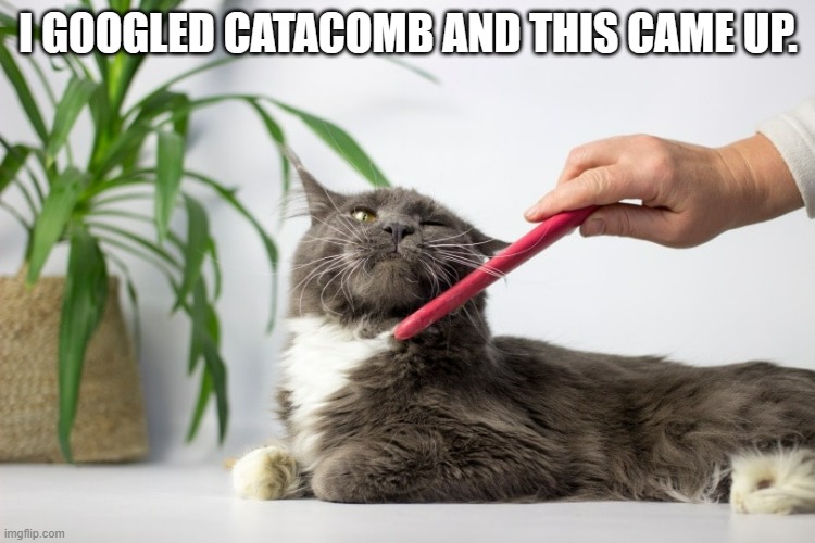 meme by Brad cat acomb | I GOOGLED CATACOMB AND THIS CAME UP. | image tagged in cat meme | made w/ Imgflip meme maker