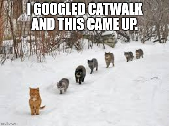 meme by Brad cat walk | I GOOGLED CATWALK AND THIS CAME UP. | image tagged in cat meme | made w/ Imgflip meme maker