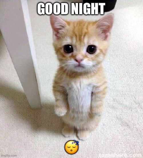 GN | GOOD NIGHT; 😴 | image tagged in memes,cute cat | made w/ Imgflip meme maker
