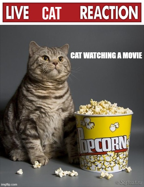 CAT; CAT WATCHING A MOVIE | image tagged in live x reaction,cat eating popcorn | made w/ Imgflip meme maker