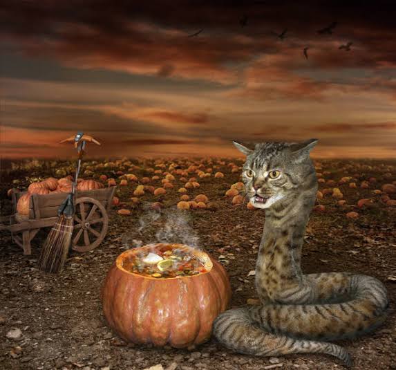 Pumpkin Potion Cat Snake Blank Meme Template