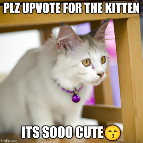 ?? | PLZ UPVOTE FOR THE KITTEN; ITS SOOO CUTE😙 | image tagged in cute,adorable,fun stream | made w/ Imgflip meme maker