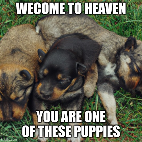 millions of puppies | WECOME TO HEAVEN; YOU ARE ONE OF THESE PUPPIES | image tagged in millions of puppies | made w/ Imgflip meme maker