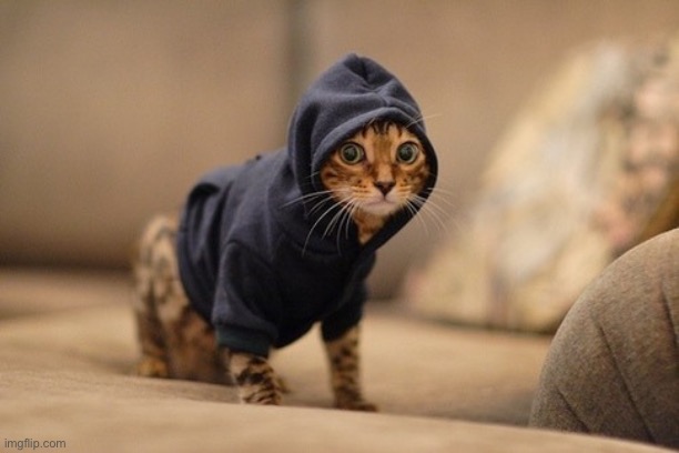 I wish my cat wore hoodies | image tagged in memes,hoody cat | made w/ Imgflip meme maker