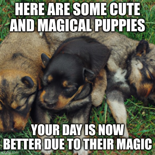 millions of puppies | HERE ARE SOME CUTE AND MAGICAL PUPPIES; YOUR DAY IS NOW BETTER DUE TO THEIR MAGIC | image tagged in millions of puppies | made w/ Imgflip meme maker