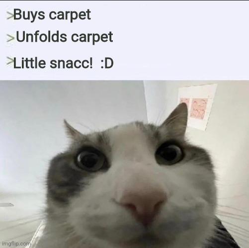 Cat looks inside | Buys carpet; Unfolds carpet; Little snacc!  :D | image tagged in cat looks inside | made w/ Imgflip meme maker