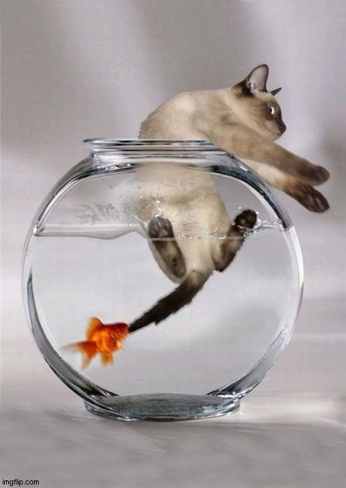 Goldfish Gets Revenge ! | image tagged in cats,goldfish,revenge | made w/ Imgflip meme maker