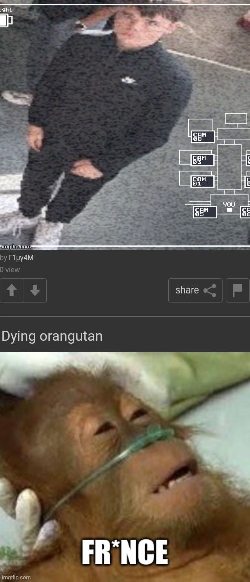 ems | Γ1μγ4Μ; Dying orangutan | image tagged in two posts | made w/ Imgflip meme maker