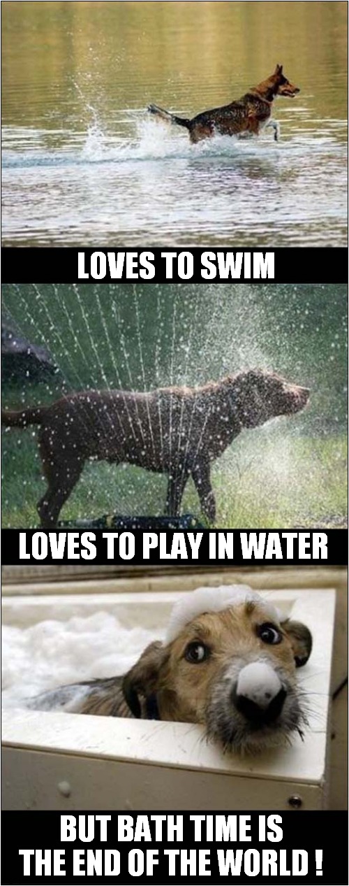 Dogs And Water ! | LOVES TO SWIM; LOVES TO PLAY IN WATER; BUT BATH TIME IS THE END OF THE WORLD ! | image tagged in dogs,water | made w/ Imgflip meme maker