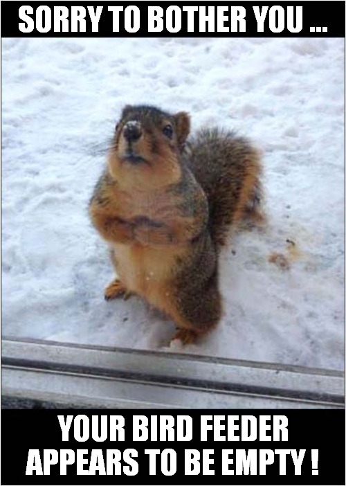 One Hungry Squirrel ! | SORRY TO BOTHER YOU ... YOUR BIRD FEEDER APPEARS TO BE EMPTY ! | image tagged in squirrel,bird feeder,begging | made w/ Imgflip meme maker