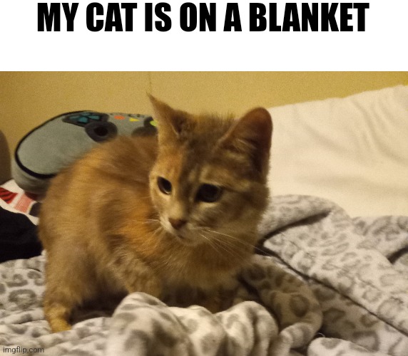 MY CAT IS ON A BLANKET | made w/ Imgflip meme maker