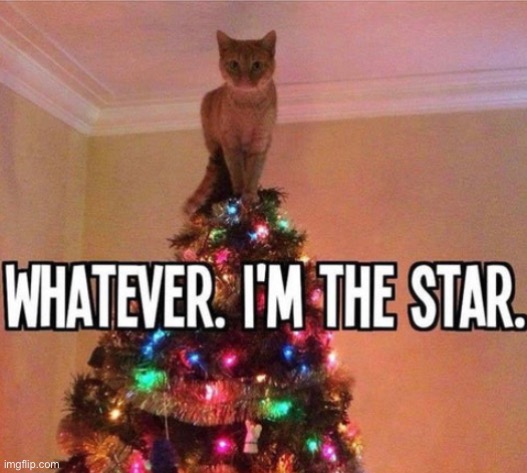 a star is born | image tagged in funny,cat,meme,christmas tree | made w/ Imgflip meme maker