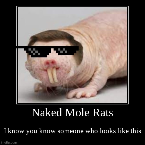 Naked Mole Rats | I know you know someone who looks like this | image tagged in funny,demotivationals | made w/ Imgflip demotivational maker