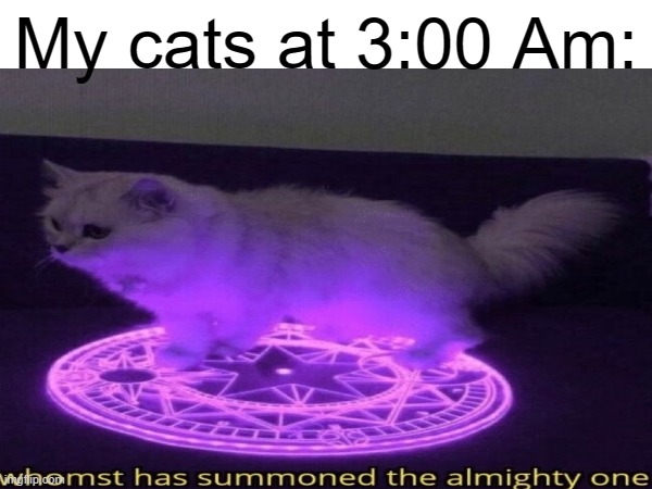 Reuploaded meme from main acc | My cats at 3:00 Am: | made w/ Imgflip meme maker