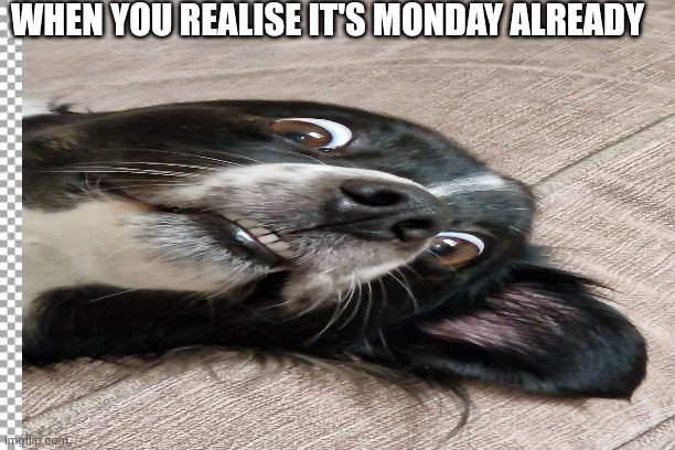 Monday already | WHEN YOU REALISE IT'S MONDAY ALREADY | image tagged in monday,dog | made w/ Imgflip meme maker