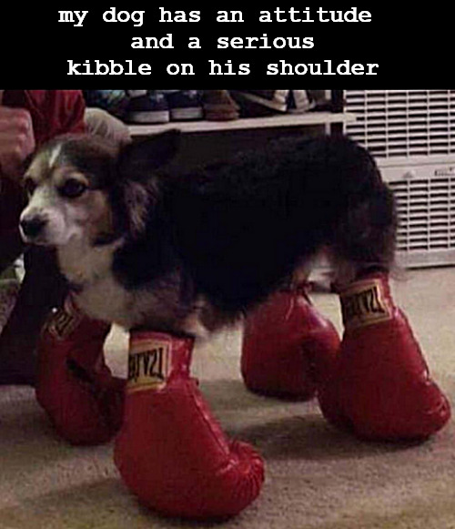 he comes across this way | my dog has an attitude 
and a serious kibble on his shoulder | image tagged in memes,middle school,dog | made w/ Imgflip meme maker