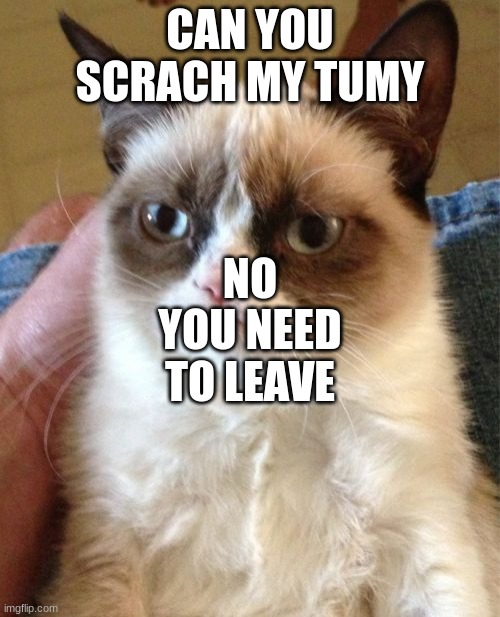 the cat | CAN YOU SCRACH MY TUMY; NO; YOU NEED TO LEAVE | image tagged in memes,grumpy cat | made w/ Imgflip meme maker