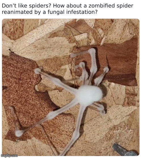 Zombie spider | made w/ Imgflip meme maker