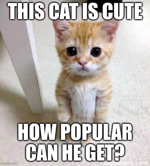 plsz upvote him | THIS CAT IS CUTE; HOW POPULAR CAN HE GET? | image tagged in memes,cute cat | made w/ Imgflip meme maker
