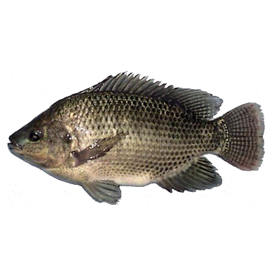 le fish Blank Meme Template