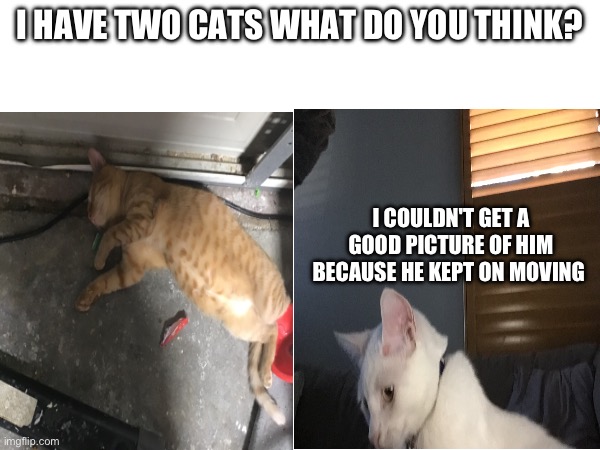 My cats | I HAVE TWO CATS WHAT DO YOU THINK? I COULDN'T GET A GOOD PICTURE OF HIM BECAUSE HE KEPT ON MOVING | image tagged in cats,if you read this tag you are cursed | made w/ Imgflip meme maker