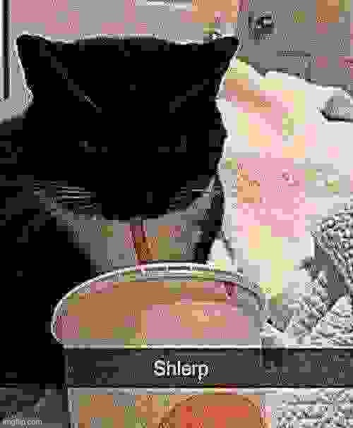 crusty shlerp | image tagged in shlerp | made w/ Imgflip meme maker