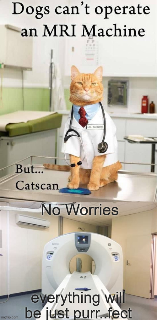 Cats can | No Worries; everything will be just purr..fect | image tagged in eye roll,cats,can | made w/ Imgflip meme maker