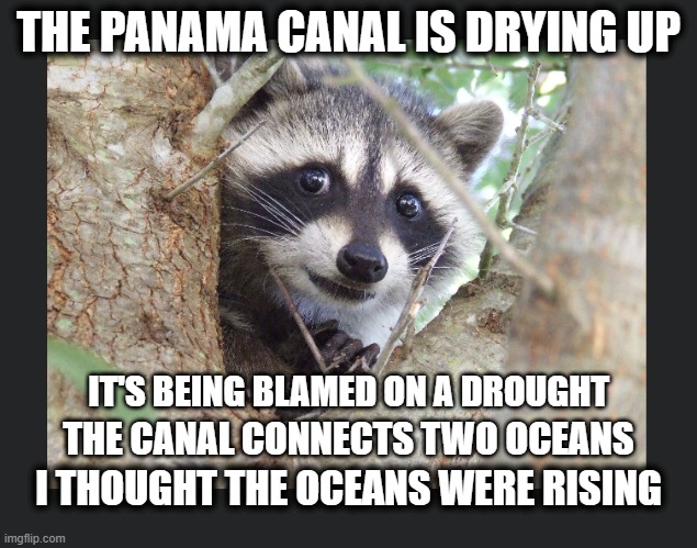 Or are they? | THE PANAMA CANAL IS DRYING UP; IT'S BEING BLAMED ON A DROUGHT; THE CANAL CONNECTS TWO OCEANS; I THOUGHT THE OCEANS WERE RISING | image tagged in panama canal,oceans rising,raccoon meme,jadscomms | made w/ Imgflip meme maker