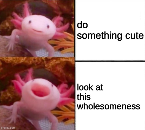 Awwww | do something cute; look at this wholesomeness | image tagged in axolotl drake | made w/ Imgflip meme maker