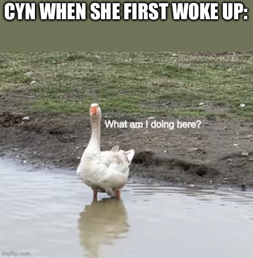 Huh? | CYN WHEN SHE FIRST WOKE UP: | image tagged in what am i doing here,memeder drones | made w/ Imgflip meme maker