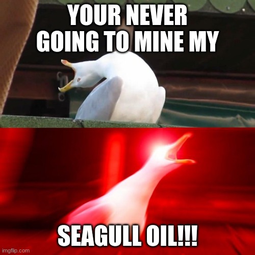 seagull oil stock market | YOUR NEVER GOING TO MINE MY; SEAGULL OIL!!! | image tagged in boy seagull | made w/ Imgflip meme maker