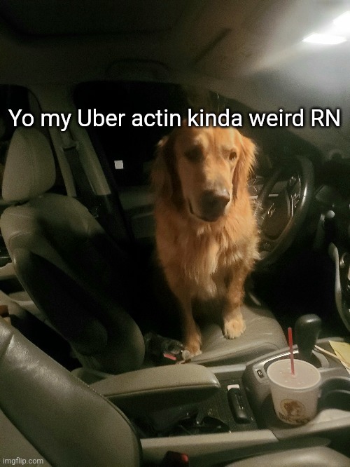 Somethin up | Yo my Uber actin kinda weird RN | image tagged in memes,pets,funny memes | made w/ Imgflip meme maker