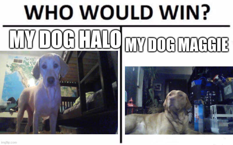 Upvote for Both Downvote for Maggie Comment For Halo | MY DOG HALO; MY DOG MAGGIE | image tagged in memes,who would win,dogs | made w/ Imgflip meme maker