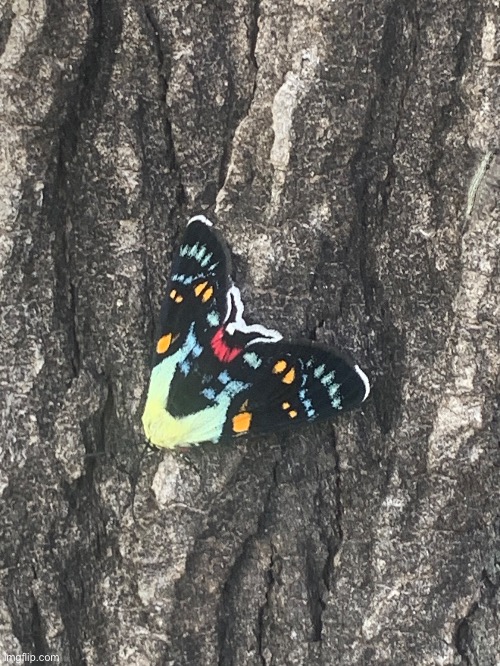 Joseph’s coat moth | made w/ Imgflip meme maker
