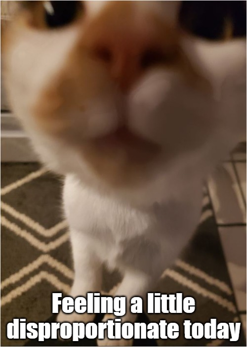 Disproportionate Cat | Feeling a little disproportionate today | image tagged in cats,cat,hello there | made w/ Imgflip meme maker