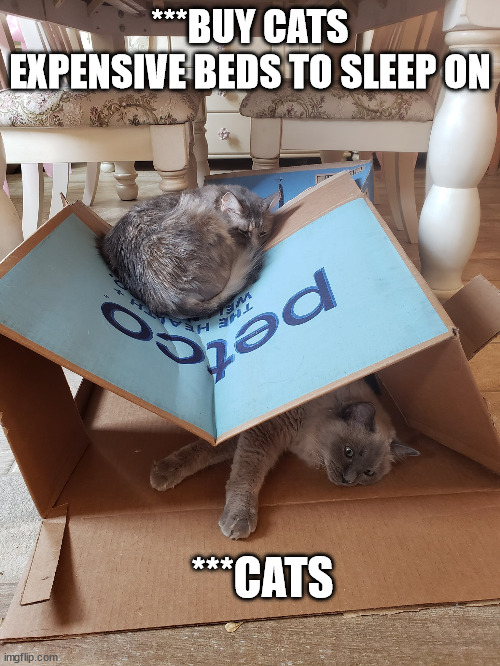 Cat Beds | ***BUY CATS EXPENSIVE BEDS TO SLEEP ON; ***CATS | image tagged in funny cats | made w/ Imgflip meme maker