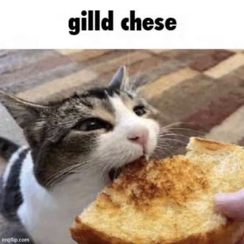 I do love me some gilld chese | image tagged in memes,funny,lol | made w/ Imgflip meme maker