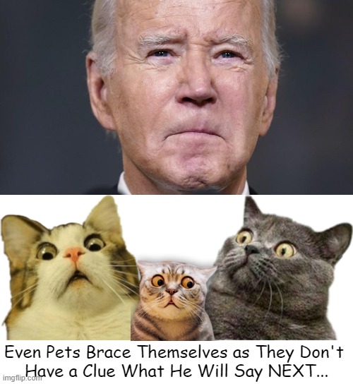 A whole suit short of a full deck | Even Pets Brace Themselves as They Don't 
Have a Clue What He Will Say NEXT... | image tagged in political humor,joe biden,cats know,dogs pets funny,oops,something s wrong | made w/ Imgflip meme maker