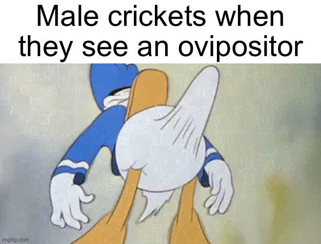 donald duck boner | Male crickets when they see an ovipositor | image tagged in donald duck boner | made w/ Imgflip meme maker