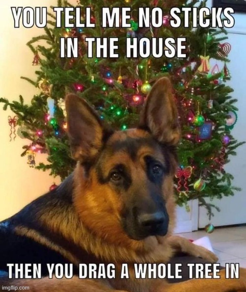 . | image tagged in dogs,christmas,christmas tree,repost,like and share | made w/ Imgflip meme maker