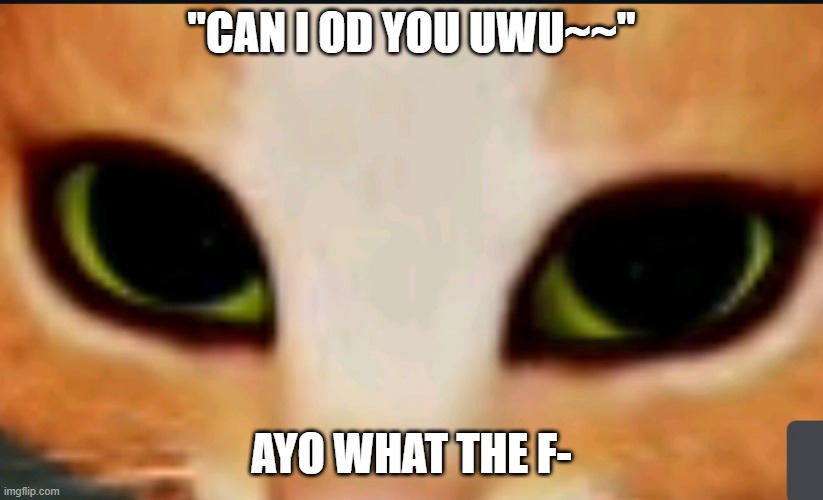 ayo cat | "CAN I OD YOU UWU~~"; AYO WHAT THE F- | image tagged in ayo cat | made w/ Imgflip meme maker