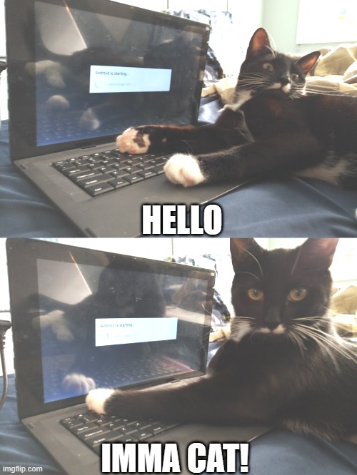 gato | HELLO; IMMA CAT! | image tagged in keyboard warrior cat | made w/ Imgflip meme maker